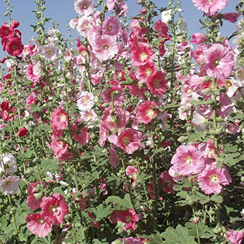 Outsidepride Indian Springs Hollyhock Garden Flower Climbing Vine Plant Mix - 2000 Seeds