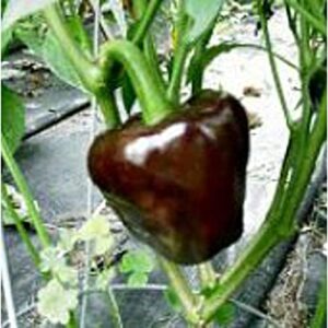 chilhuacle negro hot peppers seeds (20+ seeds) | non gmo | vegetable fruit herb flower seeds for planting | home garden greenhouse pack