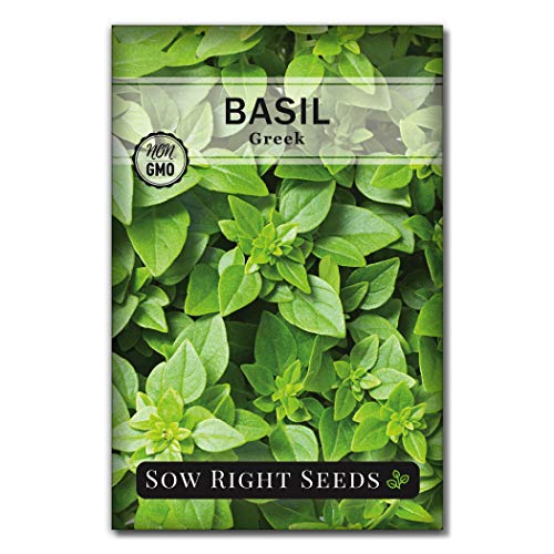 Sow Right Seeds - Greek Basil Seed for Planting - Non-GMO Heirloom Seeds - Instructions to Plant and Grow a Kitchen Herb Garden, Indoors or Outdoor; Great Gardening Gift (1)