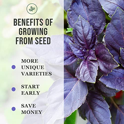 Sow Right Seeds - Greek Basil Seed for Planting - Non-GMO Heirloom Seeds - Instructions to Plant and Grow a Kitchen Herb Garden, Indoors or Outdoor; Great Gardening Gift (1)