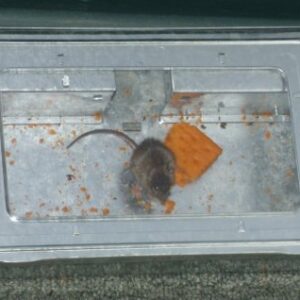 Multi-Catch Clear Top Humane Repeater Mouse Trap