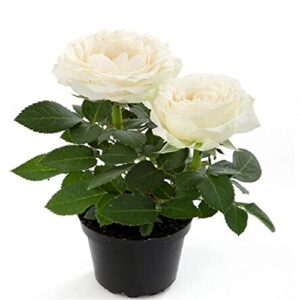 zcbang 100+ seeds white rose bonsai flower balcony plant for home garden