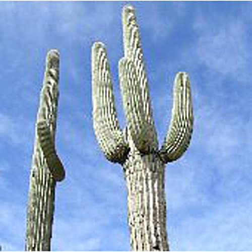 Cactus (Giant Saguaro) Seeds (20+ Seeds) | Non GMO | Vegetable Fruit Herb Flower Seeds for Planting | Home Garden Greenhouse Pack