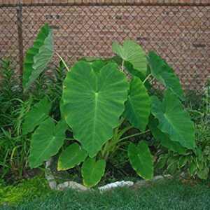 Live Bulbs Colocasia Elephant Ear Huge Leaf Esculenta Elephant Ear Taro Gabi Kalo Eddo Bulbs Ready to Grow Tropical Garden Plant (3 Bulps)