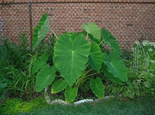 Live Bulbs Colocasia Elephant Ear Huge Leaf Esculenta Elephant Ear Taro Gabi Kalo Eddo Bulbs Ready to Grow Tropical Garden Plant (3 Bulps)