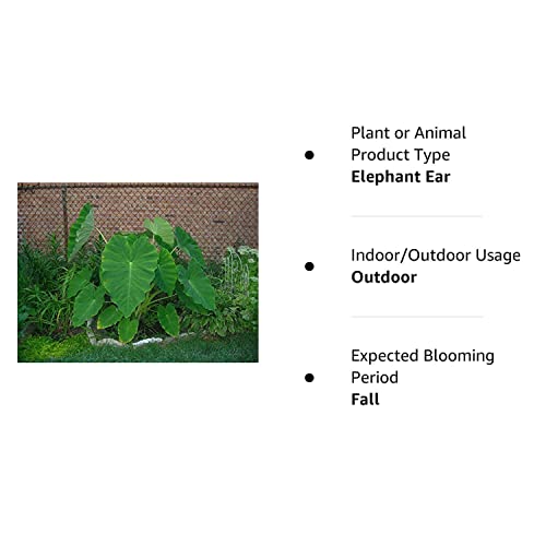 Live Bulbs Colocasia Elephant Ear Huge Leaf Esculenta Elephant Ear Taro Gabi Kalo Eddo Bulbs Ready to Grow Tropical Garden Plant (3 Bulps)