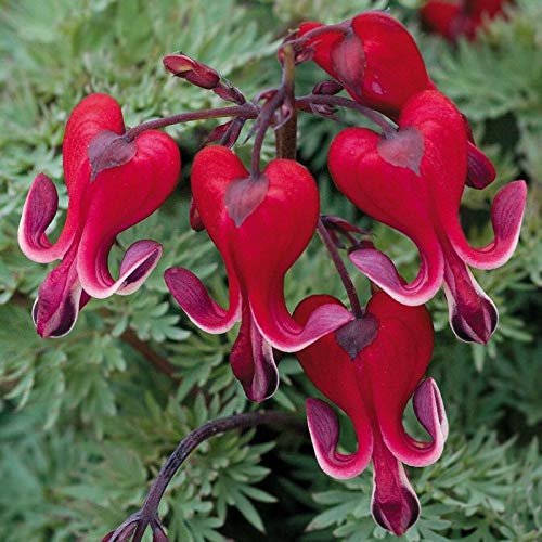 Seeds - 25 Bright Red Bleeding Heart Seeds Dicentra Spectabilis Shade Flower Garden, Flowering Seeds