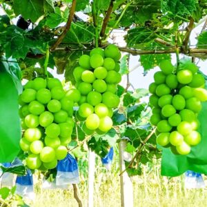 grape vine live plant seedling,14-17inch height sweet excellent flavored”shine-muscat grape” green grape large clusters on vigorous growing vines great for home and garden yards planting