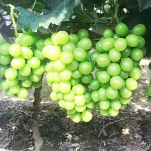 Grape Vine Live Plant Seedling,14-17inch Height Sweet Excellent Flavored"Shine-Muscat Grape" Green Grape Large Clusters On Vigorous Growing Vines Great for Home and Garden Yards Planting