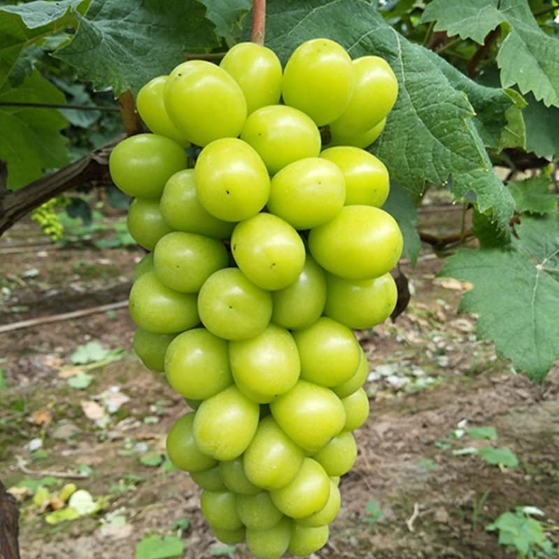 Grape Vine Live Plant Seedling,14-17inch Height Sweet Excellent Flavored"Shine-Muscat Grape" Green Grape Large Clusters On Vigorous Growing Vines Great for Home and Garden Yards Planting