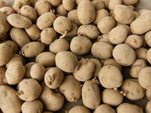 5 lbs yukon gold seed potatoes – usa non-gmo certified potato tubers spuds