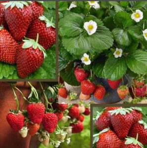 notswoh-1000 red strawberry seeds-fruit planting for home garden sweet and delicious