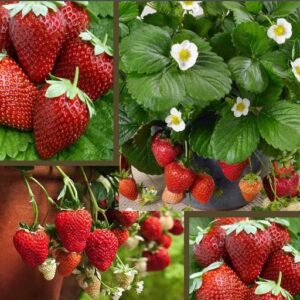 NOTSWOH-1000 Red Strawberry Seeds-Fruit Planting for Home Garden Sweet and Delicious