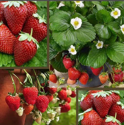 NOTSWOH-1000 Red Strawberry Seeds-Fruit Planting for Home Garden Sweet and Delicious