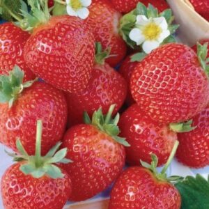 NOTSWOH-1000 Red Strawberry Seeds-Fruit Planting for Home Garden Sweet and Delicious