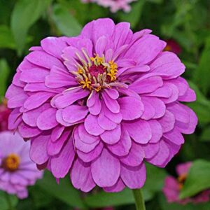 David's Garden Seeds Flower Zinnia Solid Color Lavender FBA-1162 (Purple) 200 Non-GMO, Heirloom Seeds