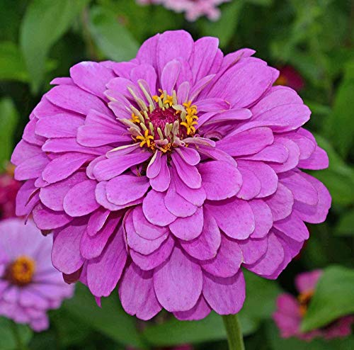 David's Garden Seeds Flower Zinnia Solid Color Lavender FBA-1162 (Purple) 200 Non-GMO, Heirloom Seeds