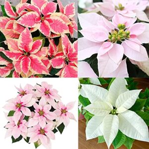 qauzuy garden 100 seeds mixed colour poinsettia plant seeds for planting- mexican flameleaf christmas star flower seeds perennial shrub exotic accent plant easy to grow