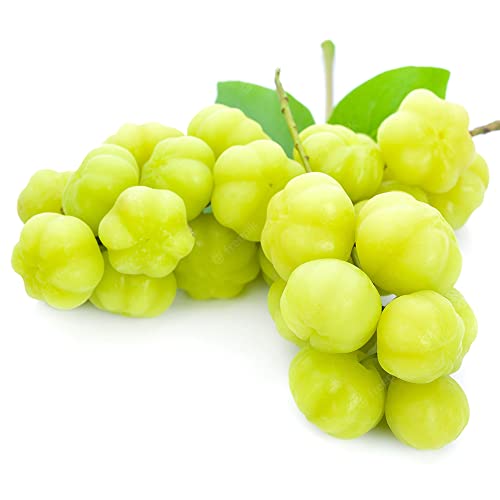 QAUZUY GARDEN 5 Seeds Tahitian Gooseberry Phyllanthus Acidus Malay Star Tree Fruit Seeds -Non-GMO & Untreated Seeds -Rare Exotic Nutritious Fruits for Garden Home