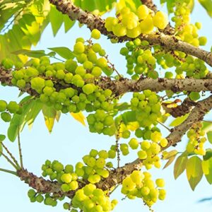 QAUZUY GARDEN 5 Seeds Tahitian Gooseberry Phyllanthus Acidus Malay Star Tree Fruit Seeds -Non-GMO & Untreated Seeds -Rare Exotic Nutritious Fruits for Garden Home