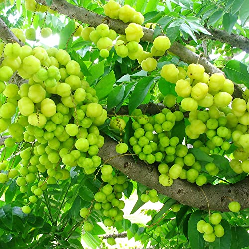 QAUZUY GARDEN 5 Seeds Tahitian Gooseberry Phyllanthus Acidus Malay Star Tree Fruit Seeds -Non-GMO & Untreated Seeds -Rare Exotic Nutritious Fruits for Garden Home