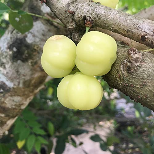 QAUZUY GARDEN 5 Seeds Tahitian Gooseberry Phyllanthus Acidus Malay Star Tree Fruit Seeds -Non-GMO & Untreated Seeds -Rare Exotic Nutritious Fruits for Garden Home