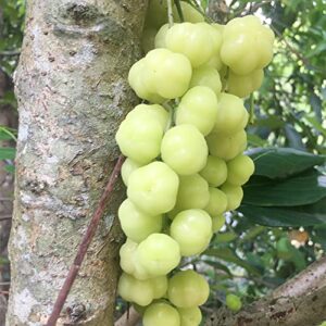 QAUZUY GARDEN 5 Seeds Tahitian Gooseberry Phyllanthus Acidus Malay Star Tree Fruit Seeds -Non-GMO & Untreated Seeds -Rare Exotic Nutritious Fruits for Garden Home