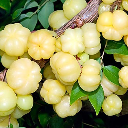 QAUZUY GARDEN 5 Seeds Tahitian Gooseberry Phyllanthus Acidus Malay Star Tree Fruit Seeds -Non-GMO & Untreated Seeds -Rare Exotic Nutritious Fruits for Garden Home