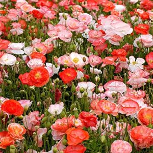 ":Double Shirley Mix" Poppy Seeds for Planting, 3000+ Flower Seeds Per Packet, (Isla's Garden Seeds), Non GMO & Heirloom Seeds, Botanical Name: Papaver rhoeas, Great Poppies for a Gift