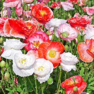 ":Double Shirley Mix" Poppy Seeds for Planting, 3000+ Flower Seeds Per Packet, (Isla's Garden Seeds), Non GMO & Heirloom Seeds, Botanical Name: Papaver rhoeas, Great Poppies for a Gift