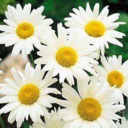 shasta daisy alaska nice garden flower bulk wholesale 1 lb seeds