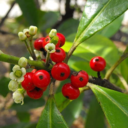 CHUXAY GARDEN Yerba Mate,Ilex Paraguariensis 10 Seeds Evergreen Shrub Red Fruit Make Tea Striking Landscaping Plant Easy to Grow & Maintain