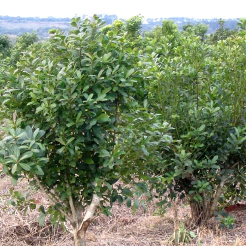 CHUXAY GARDEN Yerba Mate,Ilex Paraguariensis 10 Seeds Evergreen Shrub Red Fruit Make Tea Striking Landscaping Plant Easy to Grow & Maintain