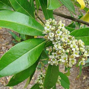 CHUXAY GARDEN Yerba Mate,Ilex Paraguariensis 10 Seeds Evergreen Shrub Red Fruit Make Tea Striking Landscaping Plant Easy to Grow & Maintain