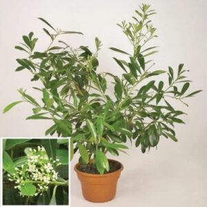 CHUXAY GARDEN Yerba Mate,Ilex Paraguariensis 10 Seeds Evergreen Shrub Red Fruit Make Tea Striking Landscaping Plant Easy to Grow & Maintain