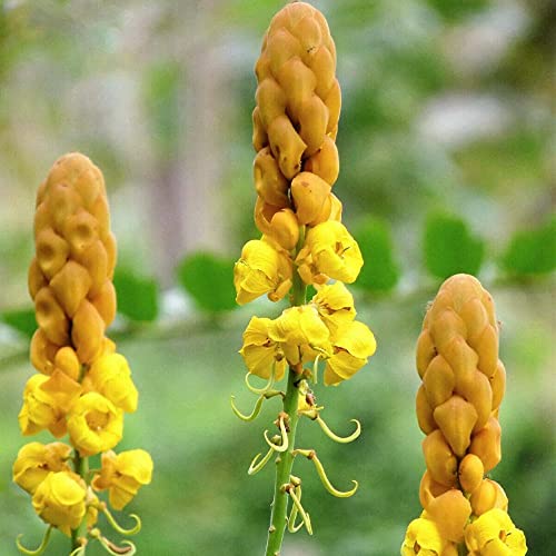 CHUXAY GARDEN 35 Seeds Senna Alata,Emperor's Candlesticks,Candle Bush,Candelabra Bush, Christmas Candles,Empress Candle Plant, Ringworm Shrub,Candletree Yellow Orange Small Shurb