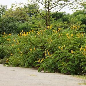 CHUXAY GARDEN 35 Seeds Senna Alata,Emperor's Candlesticks,Candle Bush,Candelabra Bush, Christmas Candles,Empress Candle Plant, Ringworm Shrub,Candletree Yellow Orange Small Shurb