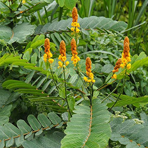 CHUXAY GARDEN 35 Seeds Senna Alata,Emperor's Candlesticks,Candle Bush,Candelabra Bush, Christmas Candles,Empress Candle Plant, Ringworm Shrub,Candletree Yellow Orange Small Shurb