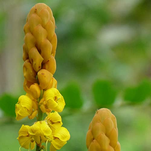 CHUXAY GARDEN 35 Seeds Senna Alata,Emperor's Candlesticks,Candle Bush,Candelabra Bush, Christmas Candles,Empress Candle Plant, Ringworm Shrub,Candletree Yellow Orange Small Shurb