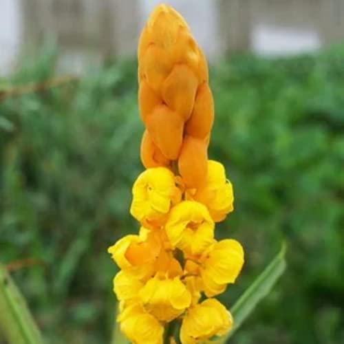 CHUXAY GARDEN 35 Seeds Senna Alata,Emperor's Candlesticks,Candle Bush,Candelabra Bush, Christmas Candles,Empress Candle Plant, Ringworm Shrub,Candletree Yellow Orange Small Shurb