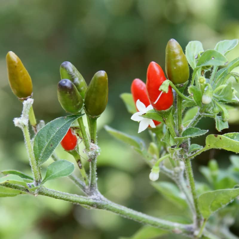 50 Pequin Chili Pepper Seeds, Red Piquin Bird Pepper Seed Planting Ornaments Perennial Garden Simple to Grow Pots Gifts