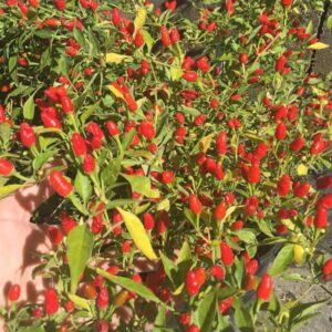 50 pequin chili pepper seeds, red piquin bird pepper seed planting ornaments perennial garden simple to grow pots gifts