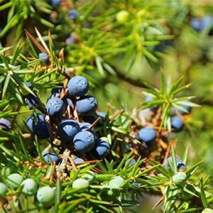 chuxay garden juniperus communis,common juniper,juniperus intermedia 60 seeds evergreen shrub flavor gin blue fruit ornamental flowering plant