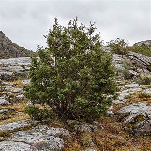 CHUXAY GARDEN Juniperus Communis,Common Juniper,Juniperus Intermedia 60 Seeds Evergreen Shrub Flavor Gin Blue Fruit Ornamental Flowering Plant