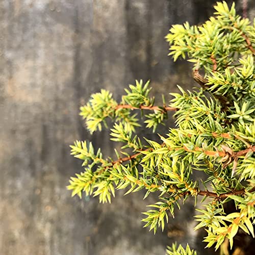 CHUXAY GARDEN Juniperus Communis,Common Juniper,Juniperus Intermedia 60 Seeds Evergreen Shrub Flavor Gin Blue Fruit Ornamental Flowering Plant