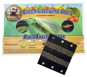 bug sales green lacewing eggs on hanging card – 1000 count