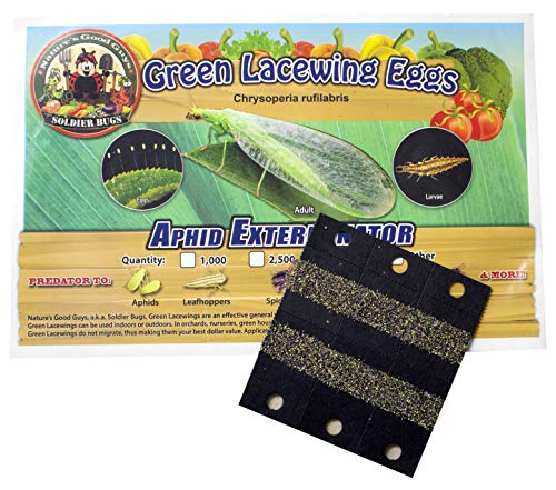 Bug Sales Green Lacewing Eggs on Hanging Card - 1000 Count