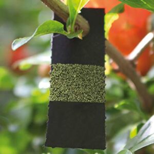 Bug Sales Green Lacewing Eggs on Hanging Card - 1000 Count