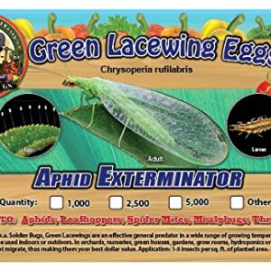 Bug Sales Green Lacewing Eggs on Hanging Card - 1000 Count