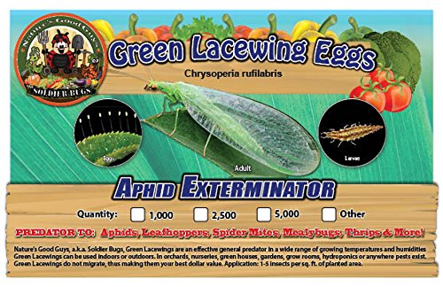 Bug Sales Green Lacewing Eggs on Hanging Card - 1000 Count